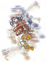 O exame das estruturas ribossomais com detalhe vai ajudar os investigadores a perceber melhor o processo fundamental da produção de proteínas. Pode também ajudar no esforço de design de novos antibióticos ou na otimização os existentes. Imagem de Catherine Lawson, Rutgers University e RCSB Protein Data Bank