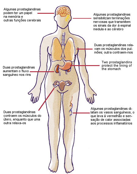 Ilustração das prostaglandinas no corpo humano.