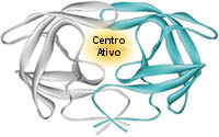 A protease do VIH é uma molécula simétrica (com duas metades iguais) e cujo centro ativo está perto do seu centro.