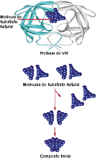 Sabendo que a protease do VIH possui duas metades simétricas, os investigadores farmacêuticos inicialmente tentaram bloquear a enzima com pequenas moléculas simétricas. Isto foi feito cortando pela metade as moléculas do substrato natural e depois construindo a nova molécula, fundindo as duas metades idênticas desse substrato natural.