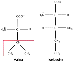 Diagrama da constituição química da valina e isoteucina.