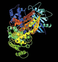 Os membros de uma família de moléculas, chamadas proteínas G, muitas vezes atuam como "condutores" de passagem de mensagens moleculares dos recetores proteicos para outras moléculas no interior da célula.