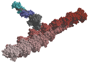 Mesmo para movimentar o mais pequeno músculo, incontáveis moléculas proteicas de miosina (a azul e cinzento) têm que deslizar sobre filamentos de actina (a vermelho).