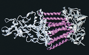 Este centro de reação fotossintética bacteriano foi a primeira proteína membranar cuja estrutura foi determinada. As espirais roxas (hélices alfa) mostram onde é que a proteína atravessa a membrana. Na orientação representada acima, a parte esquerda da molécula projeta-se à superfície da célula bacteriana, enquanto que a parte direita está dentro da célula.