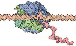 A estrutura da RNA polimerase (a azul e verde) mostra como esta lê o DNA (a laranja) e faz uma cadeia complementar de RNA (a rosa).